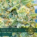 Medical 49 (Vision Seeds) feminized