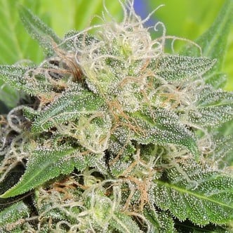 Super Auto Lemon Haze (Original Sensible Seeds) feminized