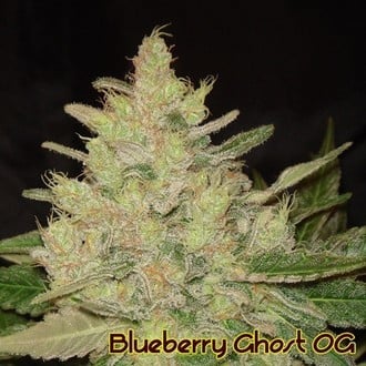 Blueberry Ghost OG (Original Sensible) feminized