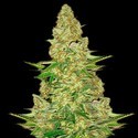 Power VIP (VIP Seeds) feminized