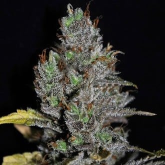 Viagrra (VIP Seeds) feminized