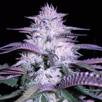 Currant Kush (VIP Seeds) feminized