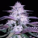 Currant Kush (VIP Seeds) feminized