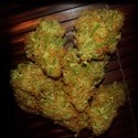 Amnezia VIP (VIP Seeds) feminized