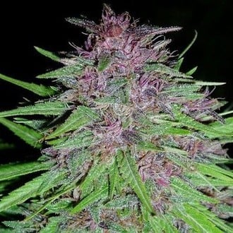 Erdpurt (ACE Seeds) feminized