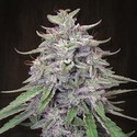 Bangi Haze (ACE Seeds) feminized