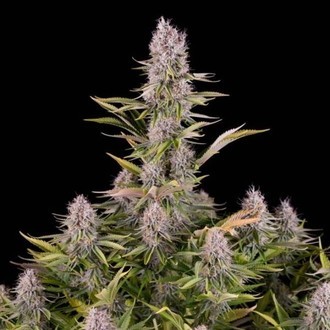 Amnesia Kush (Dinafem) feminized