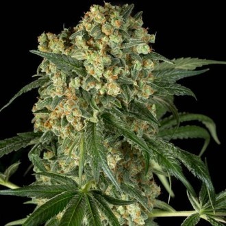 Big Kush (Dinafem) feminized