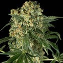 Big Kush (Dinafem) feminized