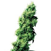Four-Way (Sensi Seeds) regular