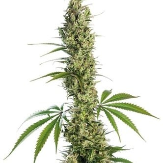 Eagle Bill (Sensi Seeds) regular