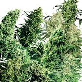Indoor Mix (Sensi Seeds) regular