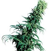 Early Pearl (Sensi Seeds) regular