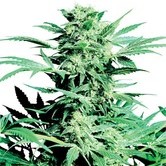 Shiva Skunk (Sensi Seeds) regular