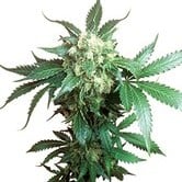 Black Domina (Sensi Seeds) regular
