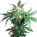 Black Domina (Sensi Seeds) regular