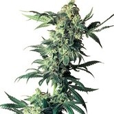 Northern Lights (Sensi Seeds) regular