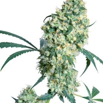 Ed Rosenthal Super Bud (Sensi Seeds) regular