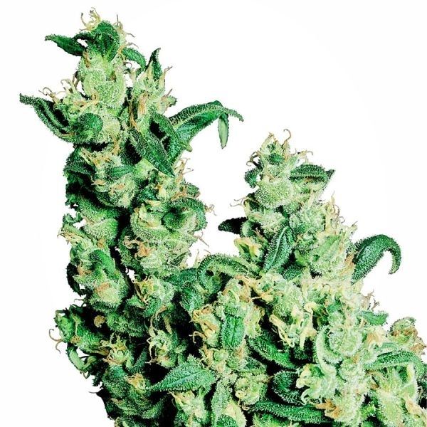 Jack Herer Strain | Sensi Seeds