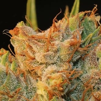 MK-Ultra Kush x Bubble (T.H. Seeds) feminized