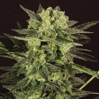 AUTO MK-Ultra® Kush (T.H. Seeds) feminized