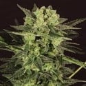 AUTO MK-Ultra® Kush (T.H.Seeds) feminized