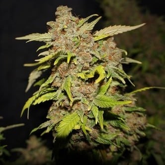 MOB (T.H. Seeds) feminized
