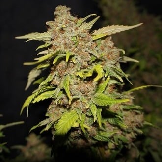 MOB (T.H.Seeds) feminized