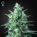 White Widow Auto CBD (Greenhouse Seeds) feminized