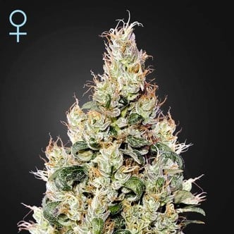 Exodus Cheese Auto CBD (Greenhouse Seeds) feminized