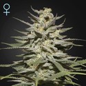 Super Lemon Haze CBD (Greenhouse Seeds) feminized