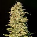 OG Lemon Bilbo (Genehtik Seeds) feminized