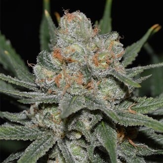 Nevil Bilbo Auto (Genehtik Seeds) feminized