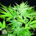 Homegrown Lowryder (Homegrown Fantaseeds) feminized