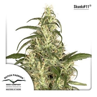 Skunk 11 (Dutch Passion) feminized