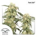 Pamir Gold (Dutch Passion) feminized