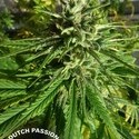 Pamir Gold (Dutch Passion) feminized