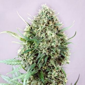 Jack Diesel Auto (Positronics) feminized