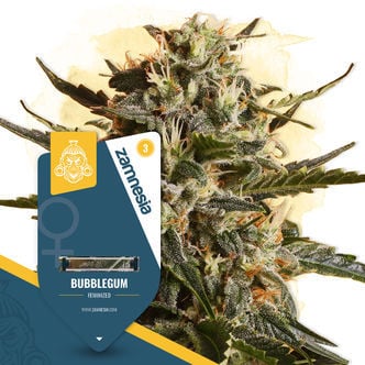 Bubblegum (Zamnesia Seeds) feminized