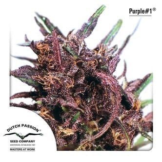 Purple 1 (Dutch Passion) feminized