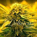 Sugar Black Rose Auto (Delicious Seeds) feminized