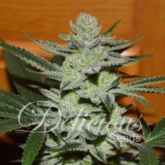 Unknown Kush (Delicious Seeds) feminized