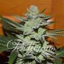 Unknown Kush (Delicious Seeds) feminized