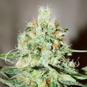 Jägg Kush (Delicious Seeds) feminized