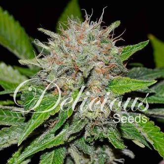 Deep Mandarin (Delicious Seeds) feminized