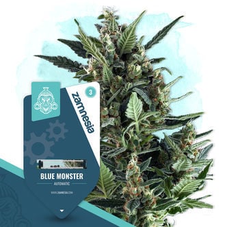 Blue Monster Automatic (Zamnesia Seeds) feminized