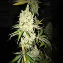 Tangie Ghost Train (Little Chief Collabs) feminized