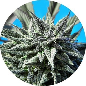 Auto Tao Blueberry (Top Tao Seeds) regular