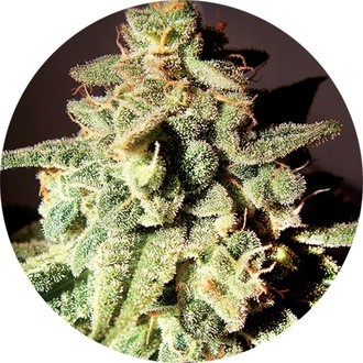 Micron Auto Tao (Top Tao Seeds) regular