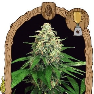 Mango Cream (Exotic Seed) feminized